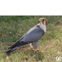 گونه شاهین سرحنایی Red-necked Falcon